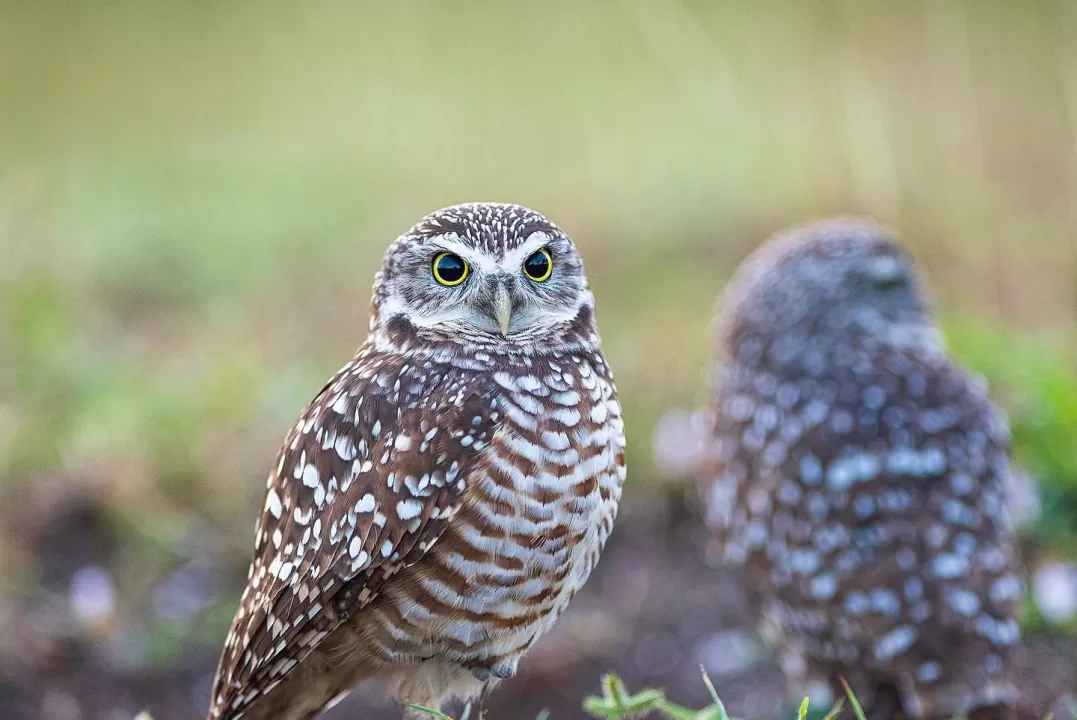 Bird Burrowing Owl Nature