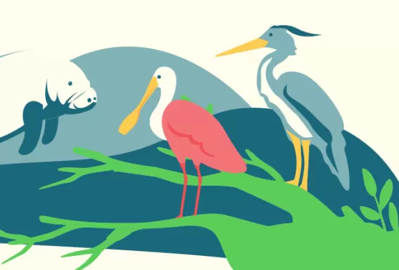spoonbill landing page animal illustration