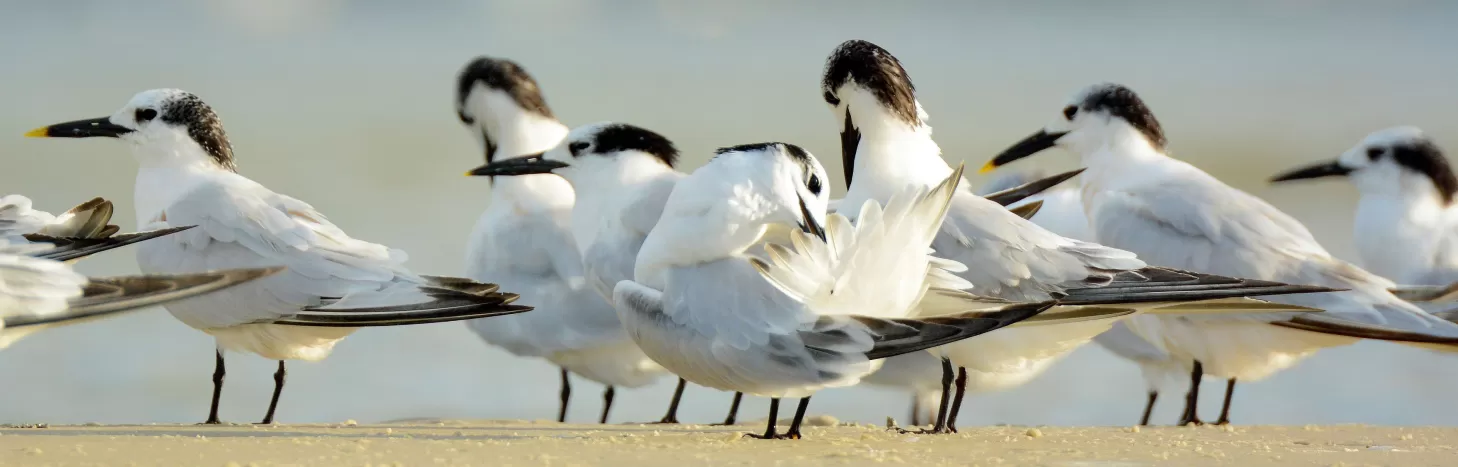Shorebirds, Bunche Beach