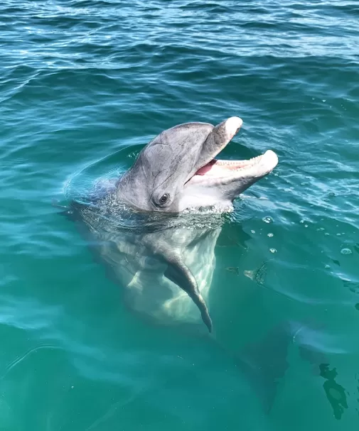 A dolphin swimming in the ocean with its mouth open