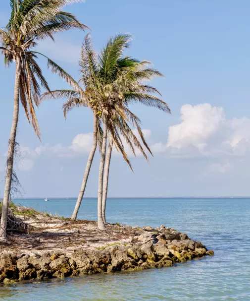 A couple of palm trees sitting on top of a small island