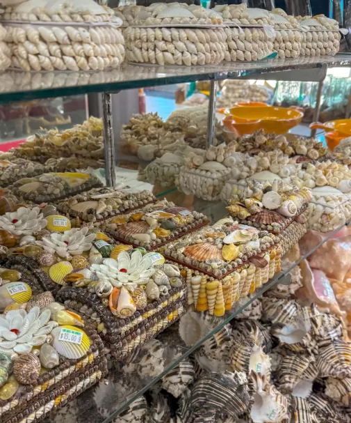 Glass shelf filled with seashell-adorned boxes and loose shells.