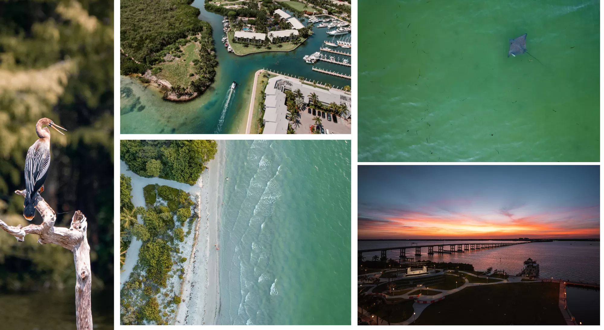 A collage of nature and wildlife images from the fort myers area